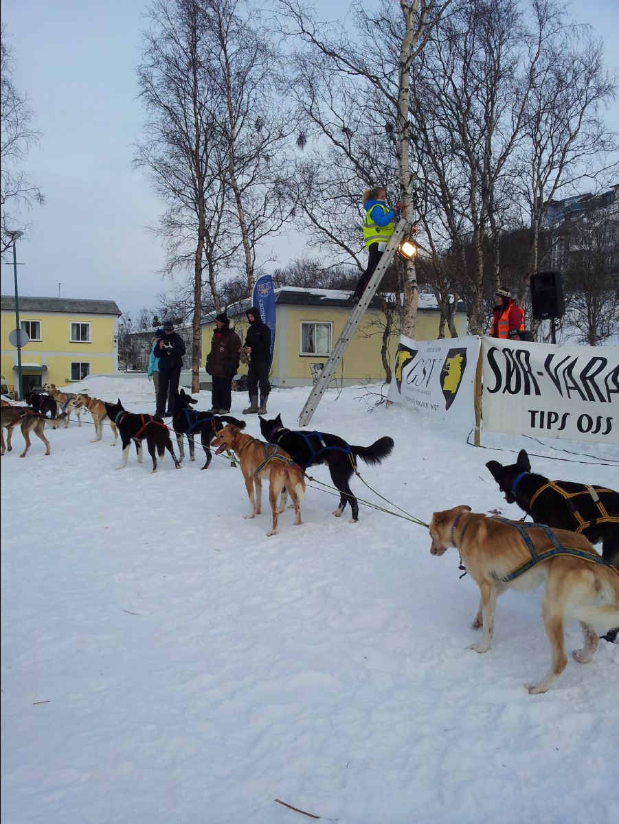 Dog Race19